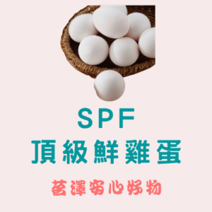 SPF無特定病源鮮雞蛋